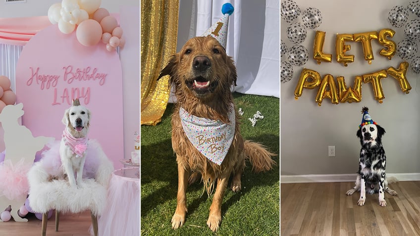 dog pawty 3 pet owners share why they spend hundreds of dollars on their pets birthday parties