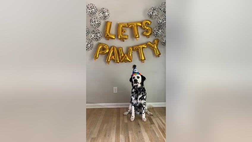 dog pawty 3 pet owners share why they spend hundreds of dollars on their pets birthday parties