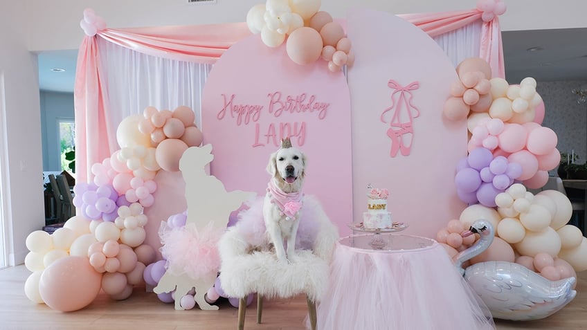 dog pawty 3 pet owners share why they spend hundreds of dollars on their pets birthday parties