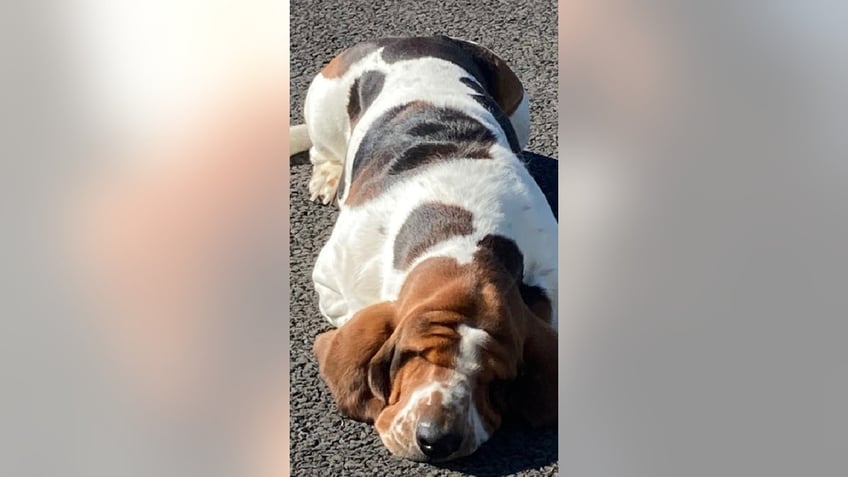 dog receives life changing facelift after droopy eyes caused sight issue looks very well