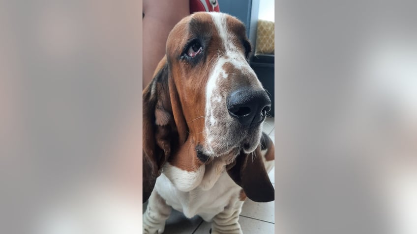 dog receives life changing facelift after droopy eyes caused sight issue looks very well