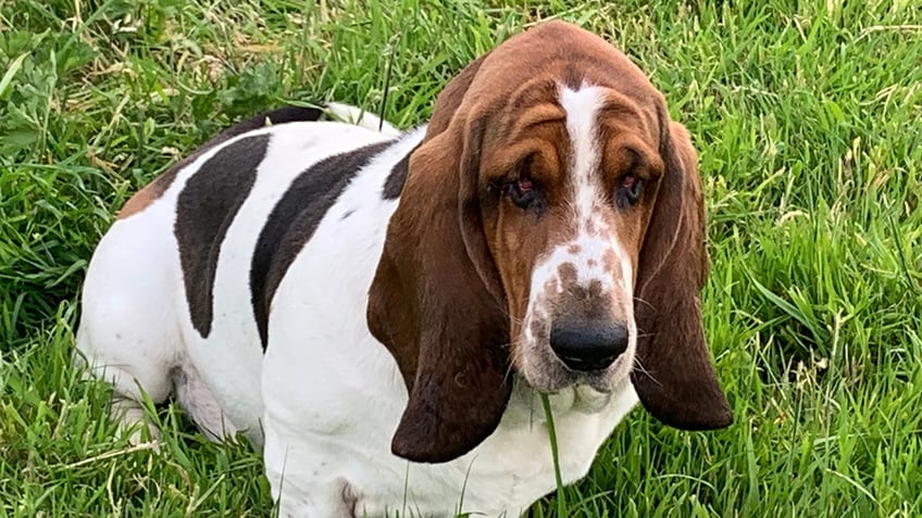 dog receives life changing facelift after droopy eyes caused sight issue looks very well