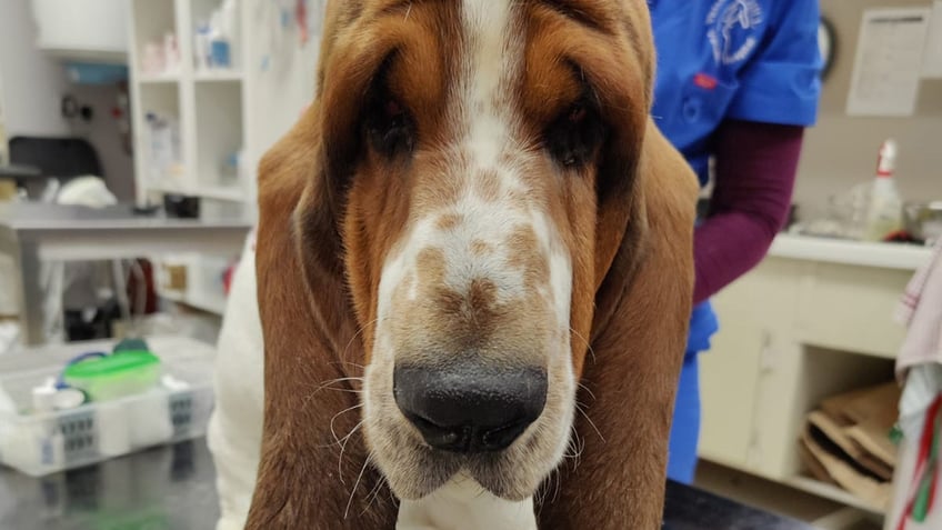 dog receives life changing facelift after droopy eyes caused sight issue looks very well