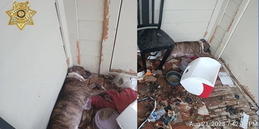 dog rescued in texas after out of town owner leaves pup on second story balcony authorities say