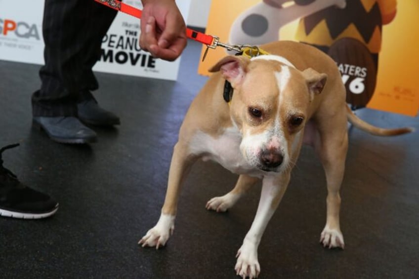Pit bull file picture: A year-old dog named Oreo shot its owner in Memphis