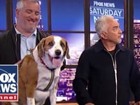 'Dog Whisperer' shares his secrets to canine success