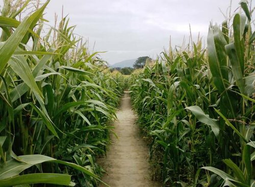 doges key revelation a federal budget made into a maze impervious to reform