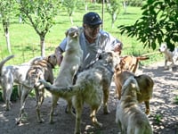 Dogged by strays, Kosovo capital pays people to adopt them
