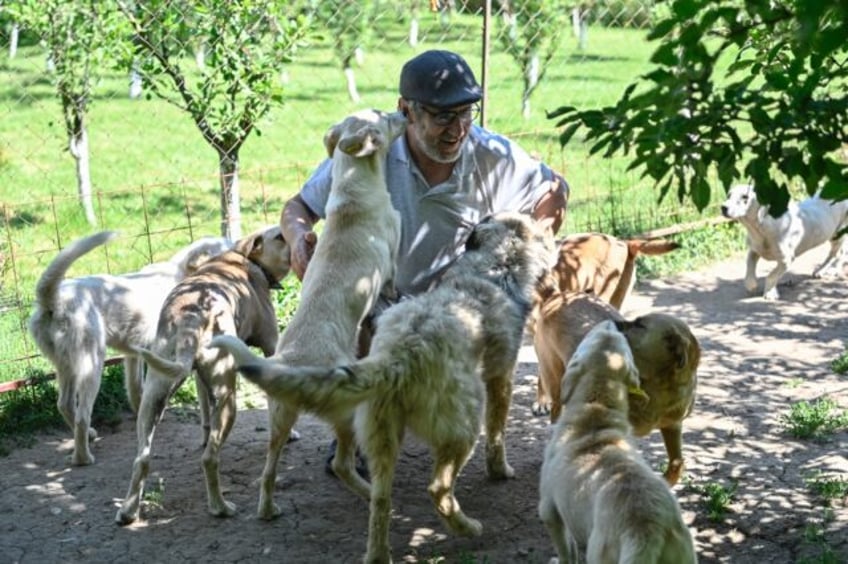 Doggy love: Sami Haxhaj with the 10 stray dogs he has adopted