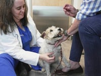 Dogs and cats can also suffer from allergies, but there are ways to help our furry friends