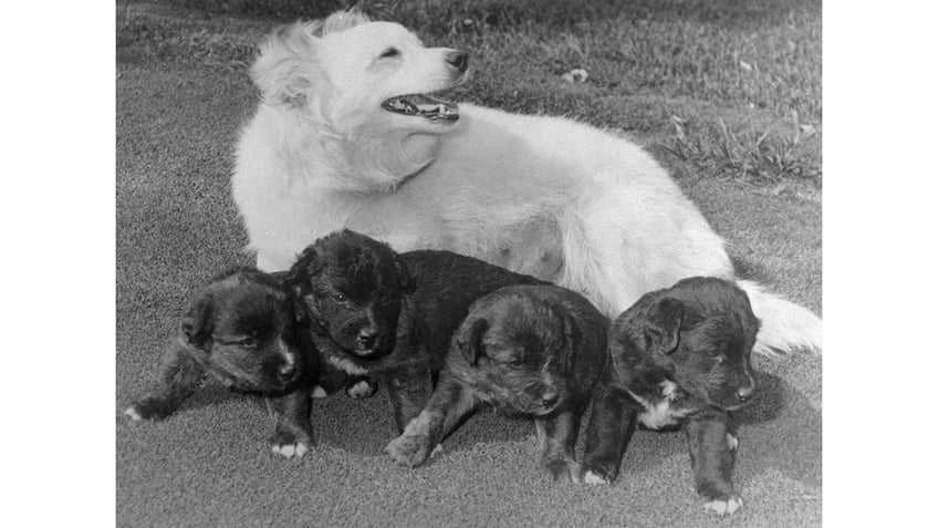 pushinka kennedy and puppies