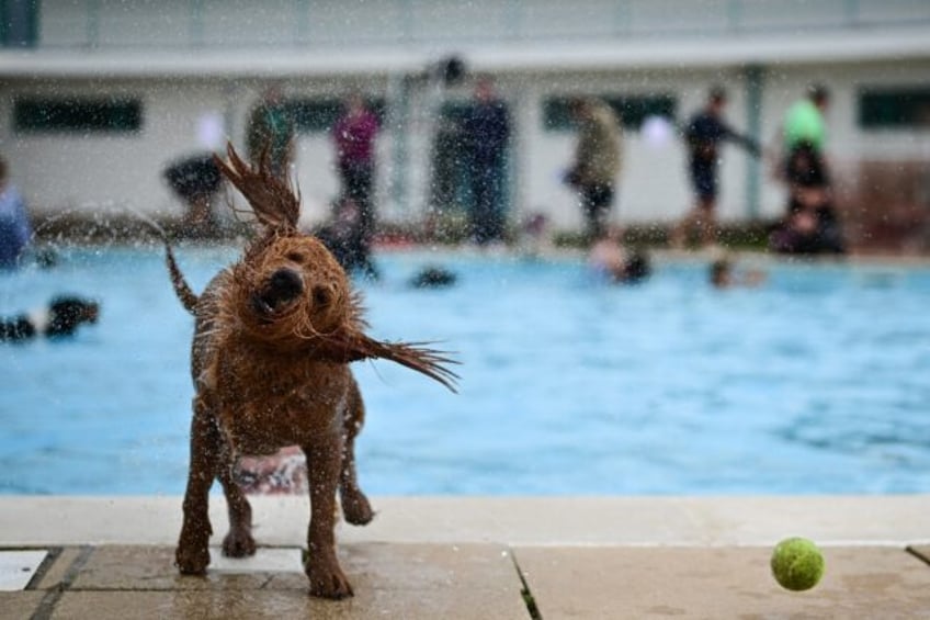 dogs make a splash at uk coastal lido