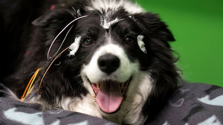 Border collie