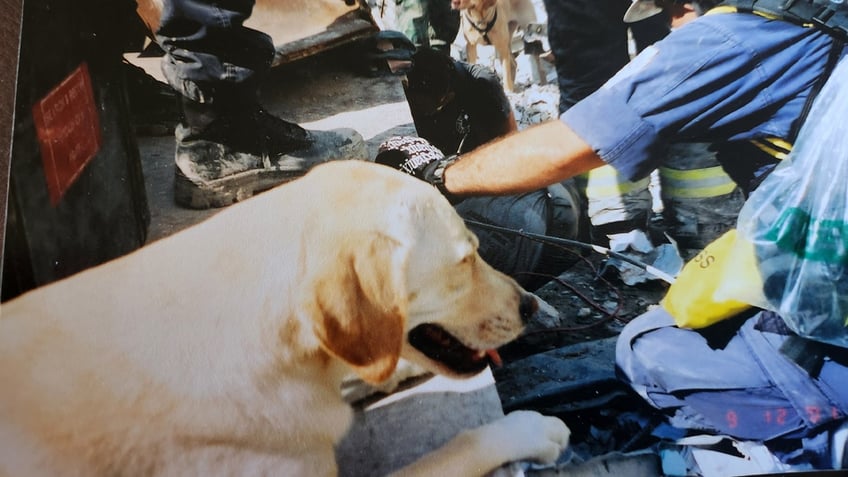 Willow, Pennsylvania Task Force One dog