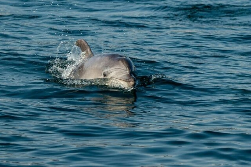 A dolphin swims in the Bosphorus strait that cuts through Istanbul