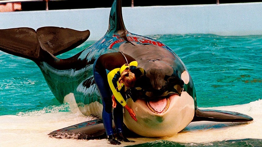 dolphin that shared tank with miamis lolita the orca moves to seaworld san antonio