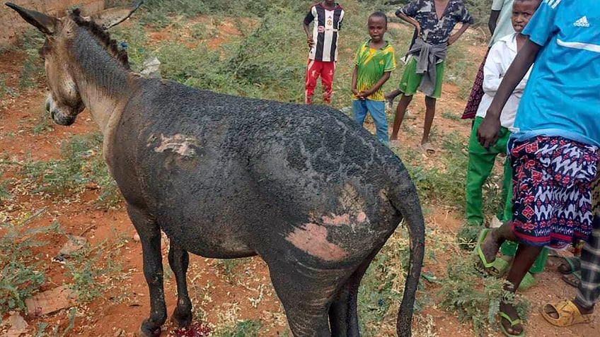 Donkey with blast injuries