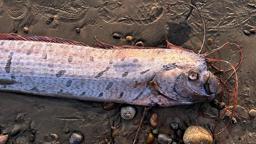 doomsday fish in California surf town