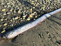 'Doomsday fish,' rumored to bring bad omens, washes ashore in popular surf town