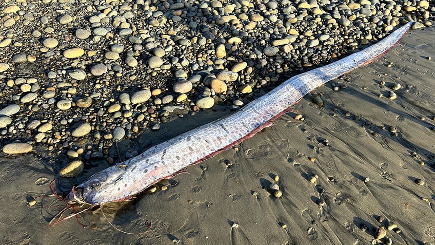 Some believe the fish "foreshadows natural disasters, such as earthquakes or tsunamis," according to the Ocean Conservancy.