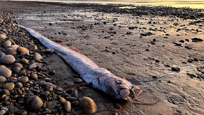 doomsday fish in California surf town