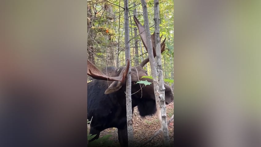 Moose looking through trees