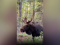 Dramatic video shows massive bull moose stare man down before charging at him