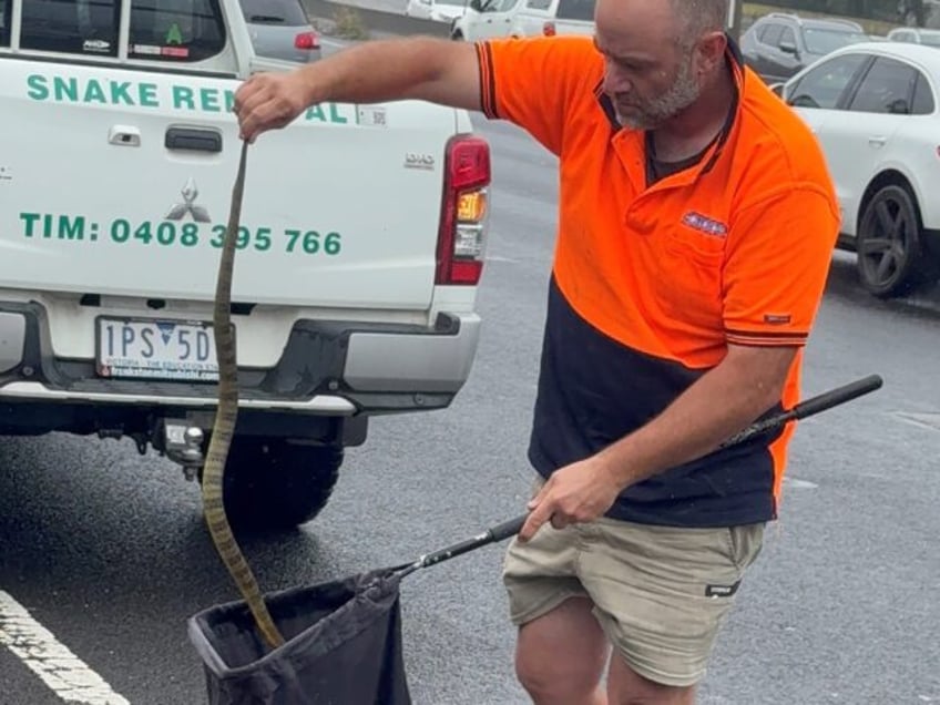 An Australian snake handler captures a deadly tiger snake found by a driver on her leg