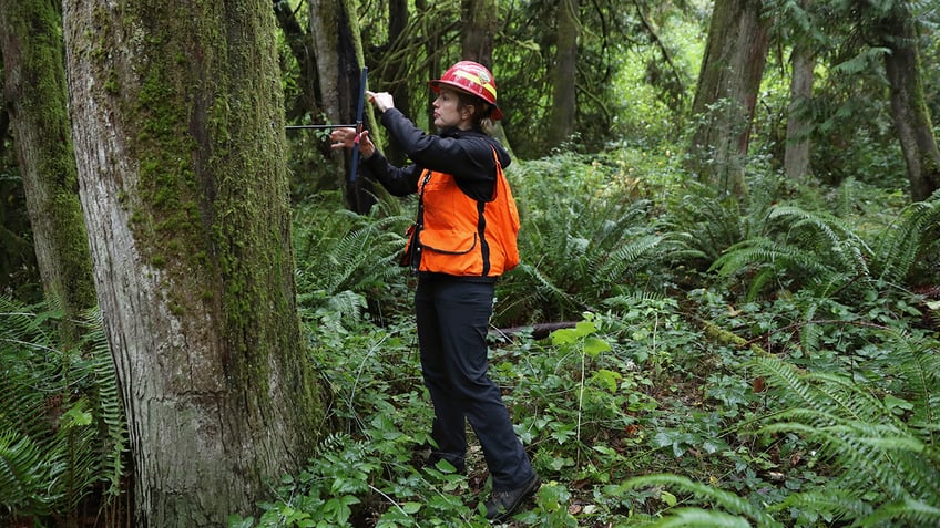 droughts are causing die offs of iconic red cedar in pacific northwest scientists say