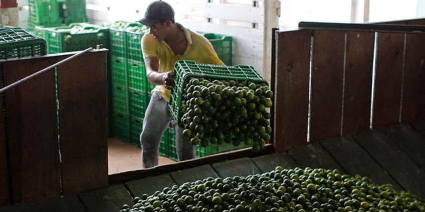 drug cartels return to western mexico to extort lime farmers following a vigilante uprising 10 years ago