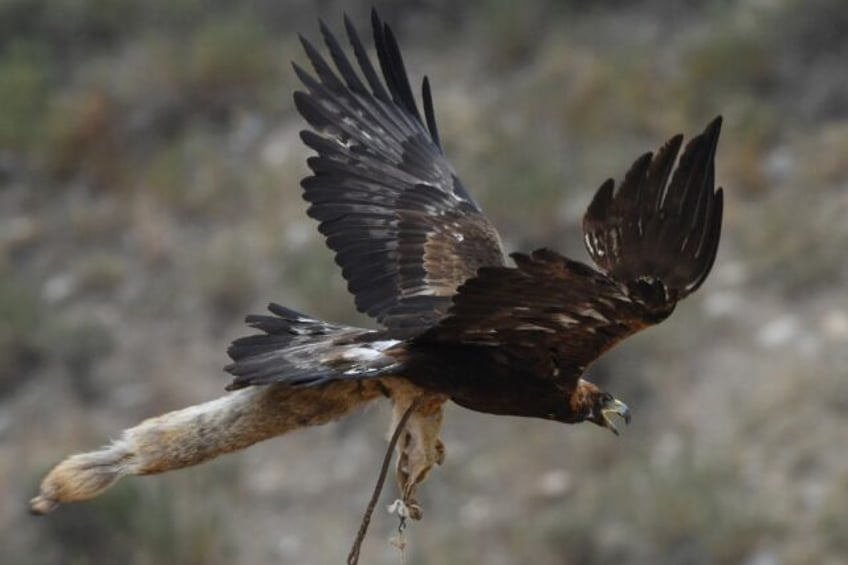 A golden eagle flies with a stuffed fox in its claws during the Salbuurun hunting festival