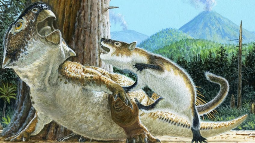 early mammals may have hunted dinosaurs rare china fossil suggests