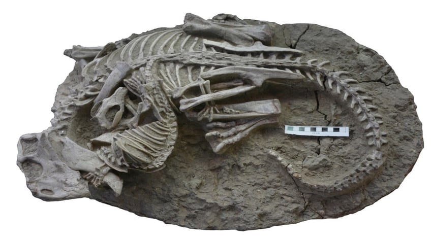 early mammals may have hunted dinosaurs rare china fossil suggests