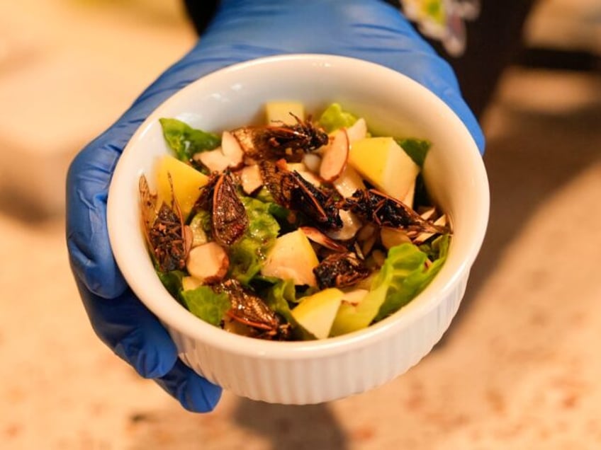 Zach Lemann, curator of animal collections for the Audubon Insectarium, prepares cicadas f