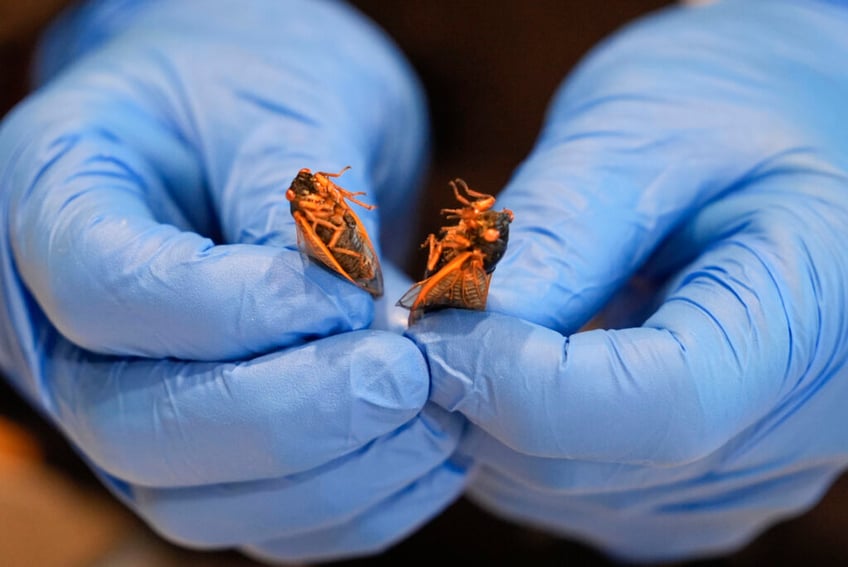 eat bugs new orleans cafe puts cicadas on the menu as nation prepares for onslaught of trillions