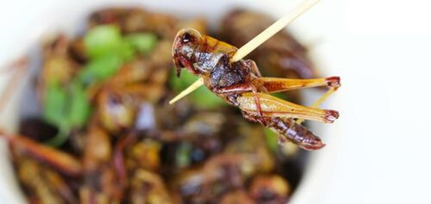 eating ze bugs is vegan what the rise of ento veganism really means