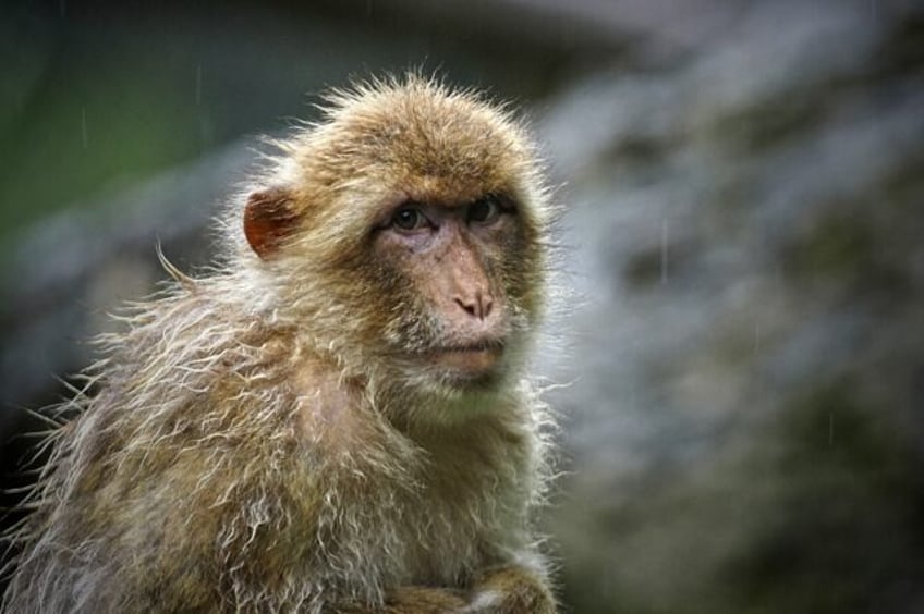 All Rhesus macaques (Macaca mulatta) infected with Ebola for a pharaceutical study were cu