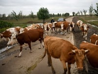 Economic woes sour prospects for China’s dairy farmers