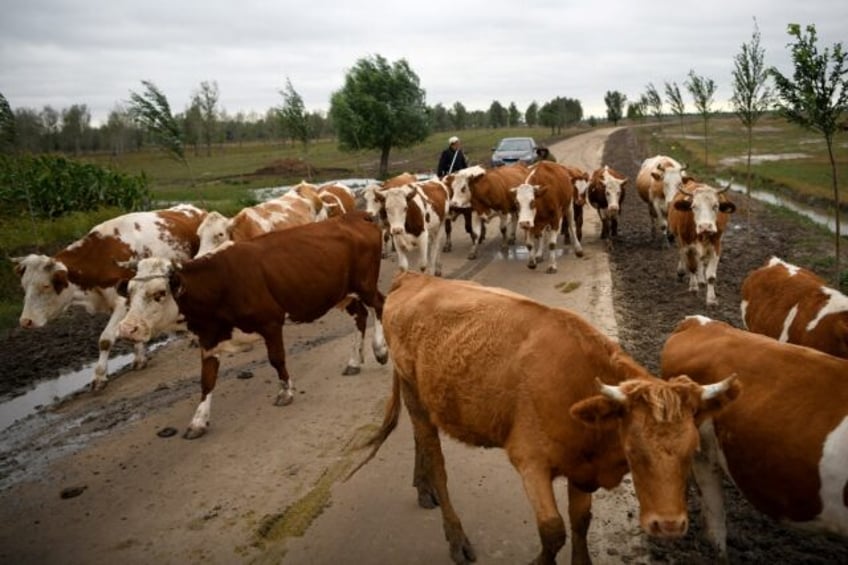 China has expanded dairy production capacity and imported vast numbers of cattle in recent