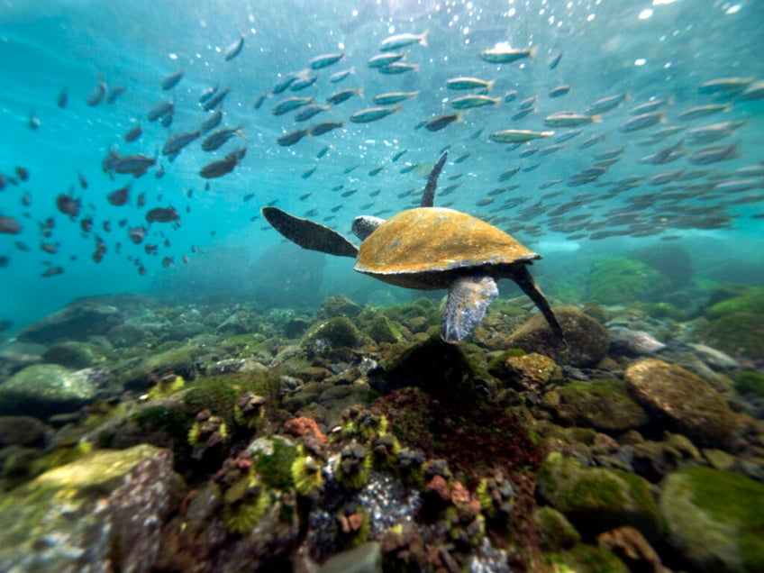 ecuador navy launches campaign to expel chinese illegal fishing ships