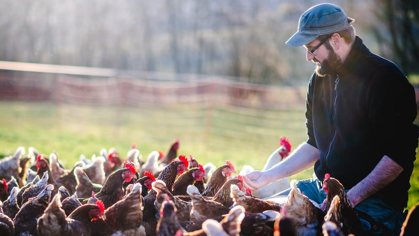 farmer feeding free-range chickens