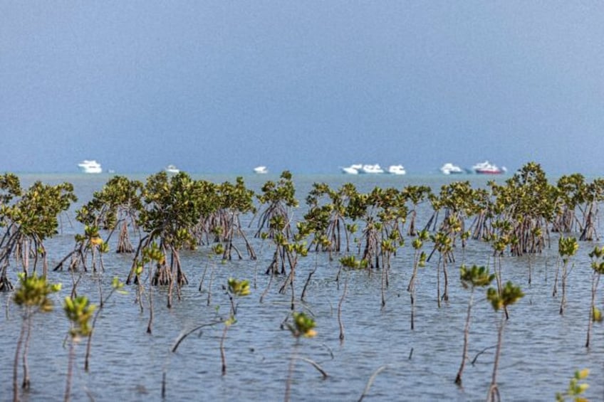 Leisure boats are stationed near a mangrove forest south of Marsa Alam along Egypt's south