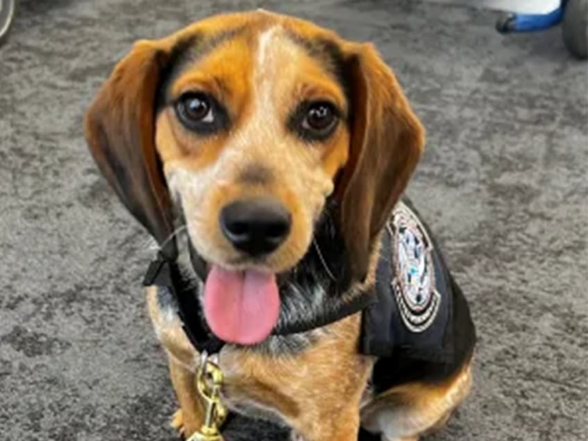 egyptian man pleads guilty to kicking customs and border protection beagle