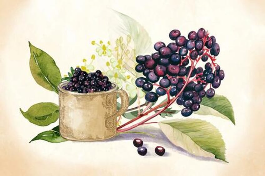 elderberry the immunity defender that helps you fight cold and flu