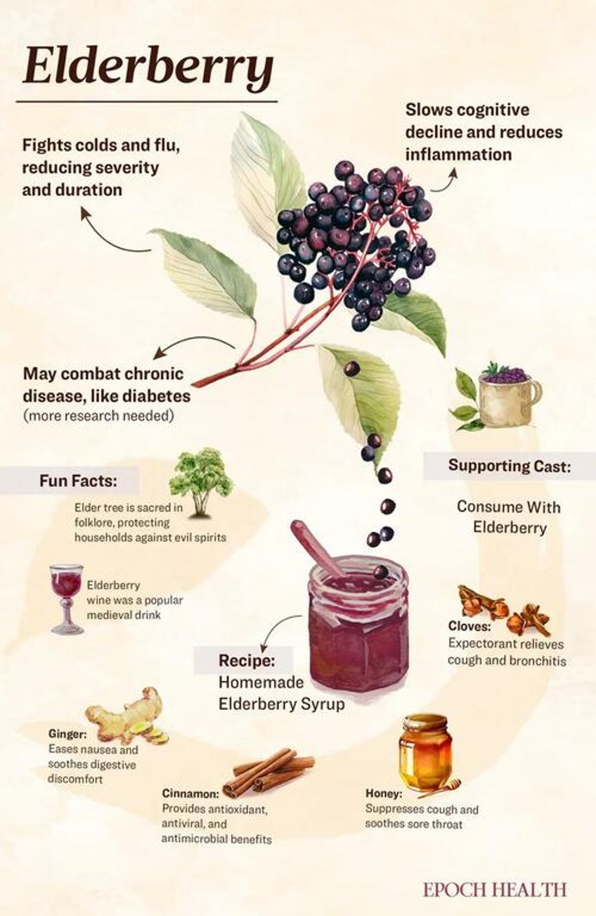 elderberry the immunity defender that helps you fight cold and flu