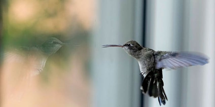 elderly mexican woman nurses hundreds of ailing baby hummingbirds back to health in apartment turned clinic