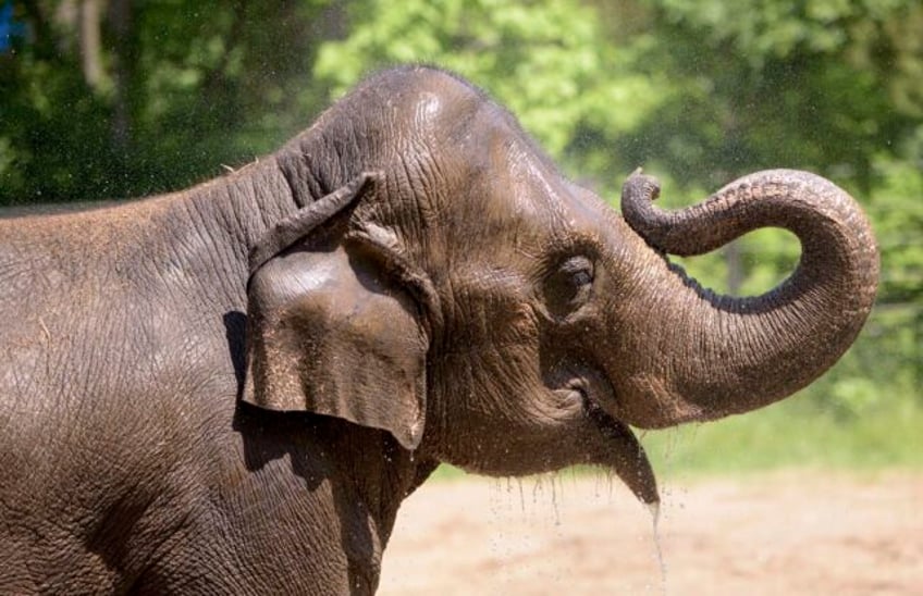 elephant dies at st louis zoo shortly after her herd became agitated from a dog running loose