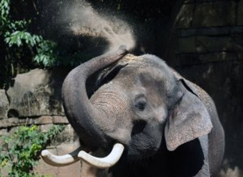 Elephant trainer charged with negligence in death of Spanish student at Thai conservation