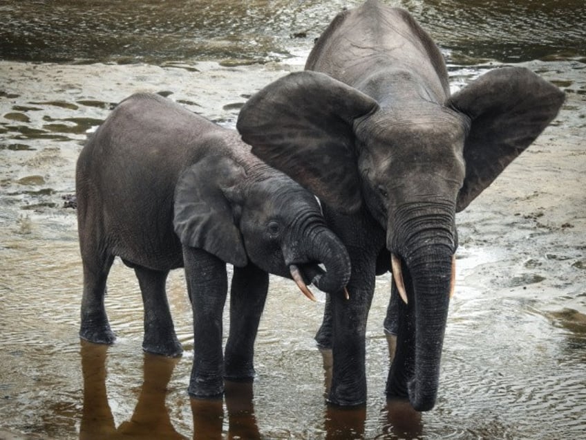 elephants first to benefit as ojai ca recognizes legal rights of nonhuman animals
