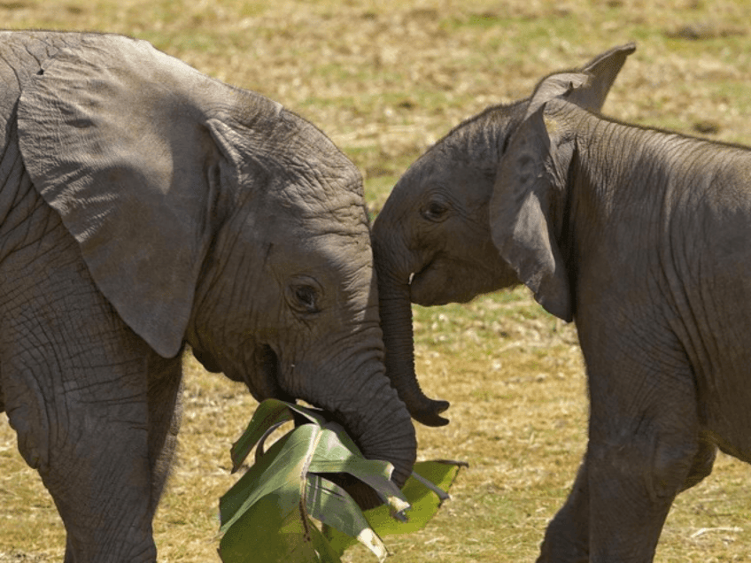 elephants first to benefit as ojai ca recognizes legal rights of nonhuman animals